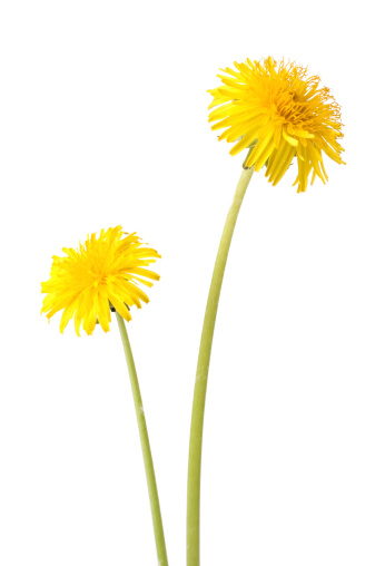 Macro. One yellow dandelions close-up top view. Isolated on white background.