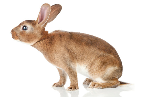 Funny and cute baby Rabbit laying and looking, isolated on white