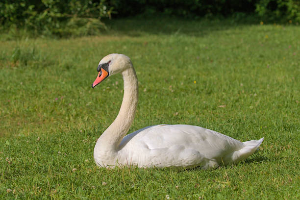 istock A bright beautiful white swan is located on a green meadow. 1827882304