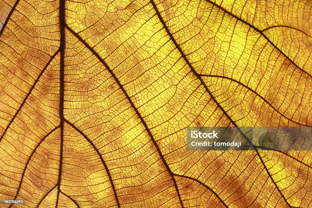 Teak stary leaf - Zbiór zdjęć royalty-free (Abstrakcja)