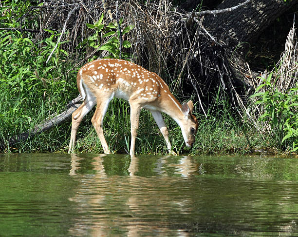 istock Fawn at the Lake 182788323