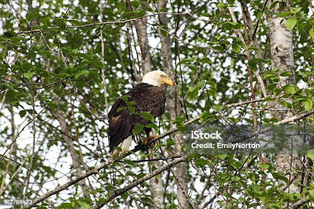 Águila De Cabeza Blanca Foto de stock y más banco de imágenes de Aire libre - Aire libre, Aislado, Animal