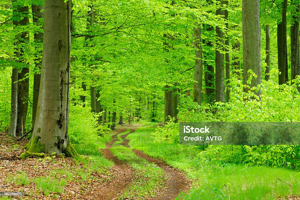 Carretera de tierra a través del bosque de árboles frondosos bosque de la primavera - Foto de stock de Aire libre libre de derechos
