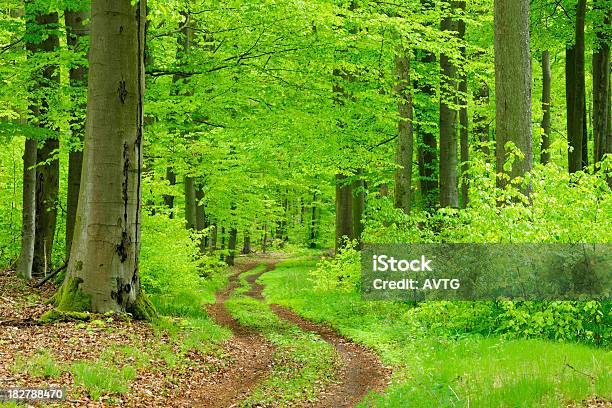 Carretera De Tierra A Través Del Bosque De Árboles Frondosos Bosque De La Primavera Foto de stock y más banco de imágenes de Aire libre