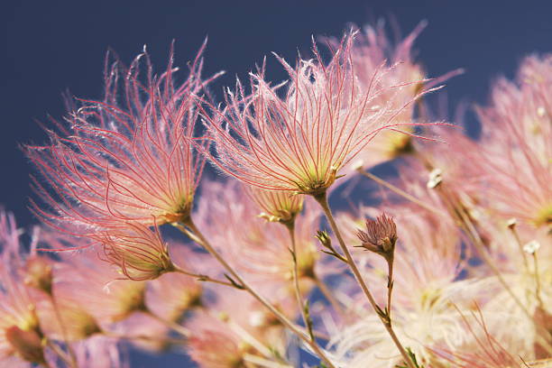 apache plume fallugia paradoxa prairie fumo divisione - scented smoke single flower flower foto e immagini stock