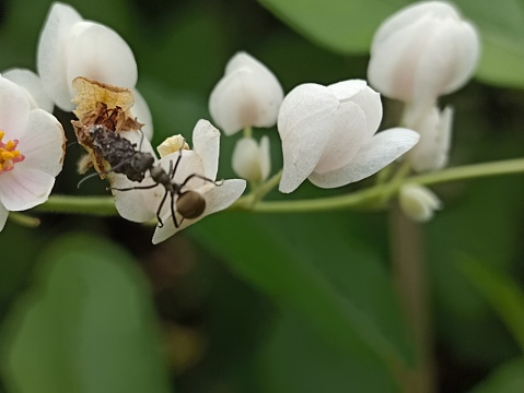 White Mexican Creeper in the garden. A black ant on a white Antogonon leptopus flower.