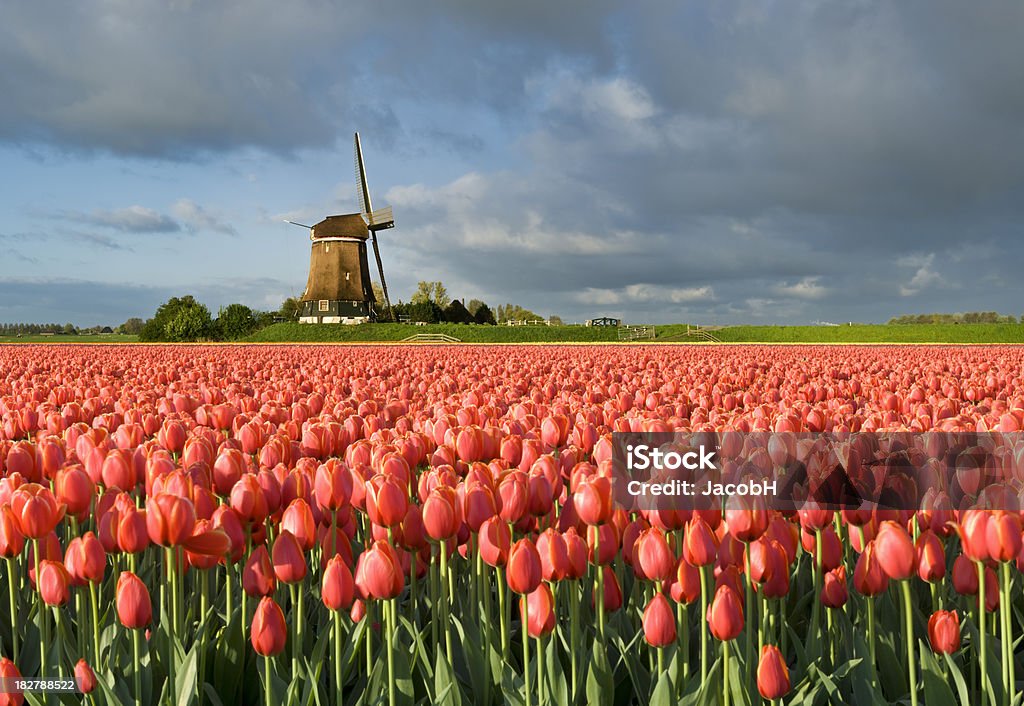 Tulipes et moulin - Photo de Agriculture libre de droits
