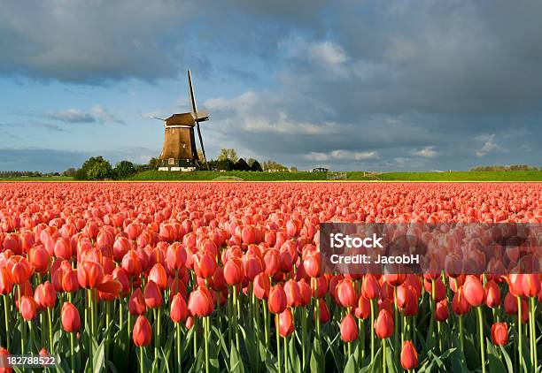 チューリップと風車 - オランダのストックフォトや画像を多数ご用意 - オランダ, オランダ文化, オレンジ色