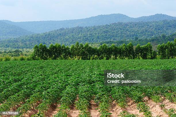 Maniok - zdjęcia stockowe i więcej obrazów Maniok jadalny - Maniok jadalny, Plantacja, Biologia - Nauka