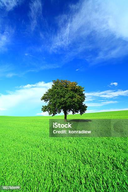 Green Field Y Árbol Solitariovertical Paisaje Foto de stock y más banco de imágenes de Colina - Colina, Un solo árbol, Aire libre