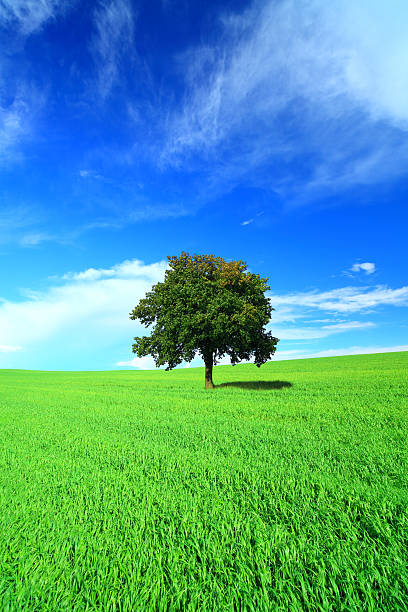 istock Green field and lonely tree - vertical Landscape 182788699