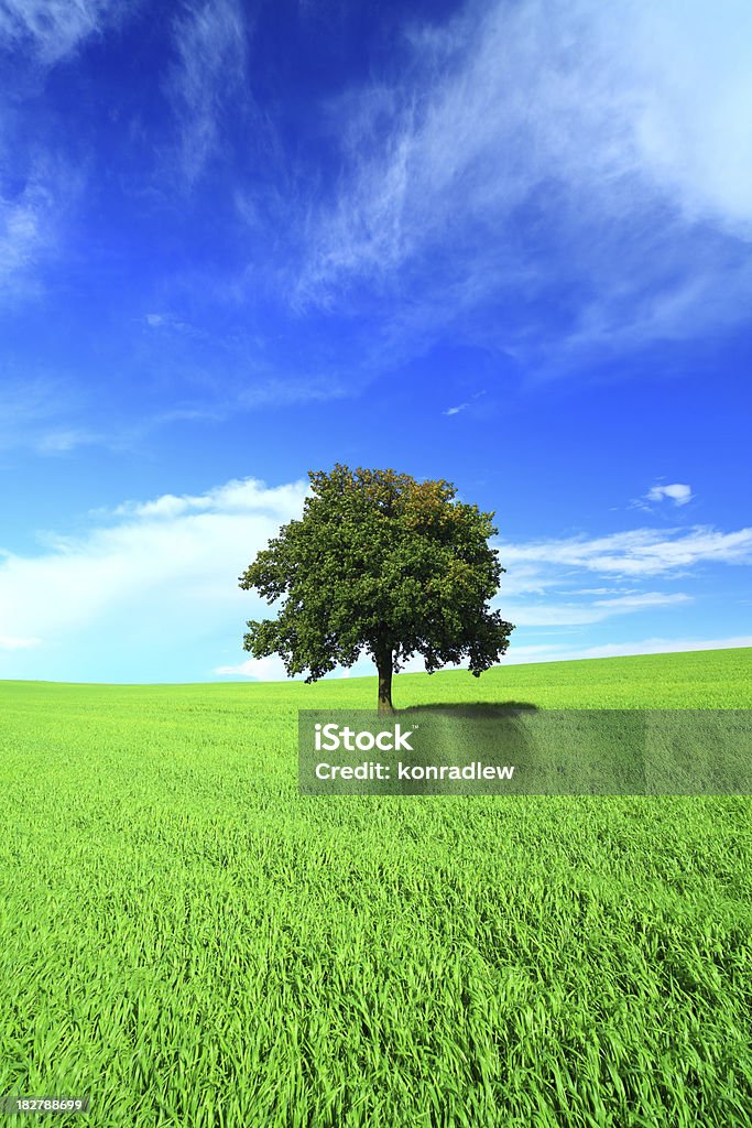 Зеленое поле и lonely tree-вертикальные пейзаж - Стоковые фото Возвышенность роялти-фри