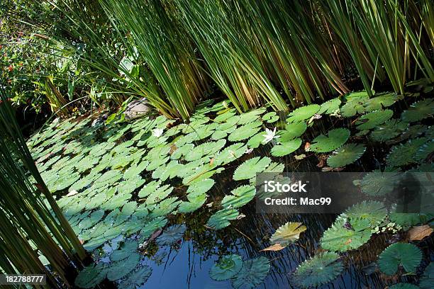 池 - アウトフォーカスのストックフォトや画像を多数ご用意 - アウトフォーカス, インドハス, カラー画像