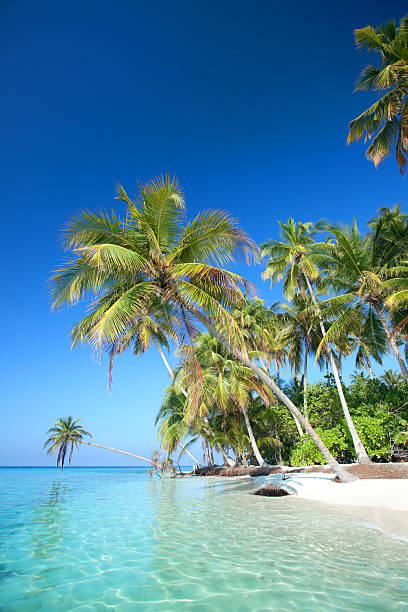istock palm tree island and calm lagoon, vertical 182788870