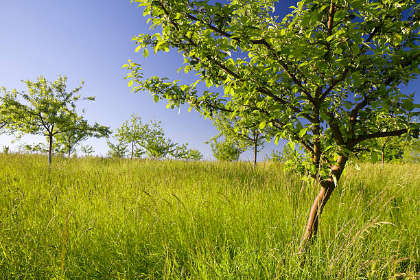 Cherry trees in full bloom in Wiesbaden-Frauenstein under a white and blue sky