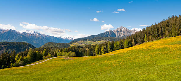 paesaggio di montagna - european alps flower north tirol holiday foto e immagini stock