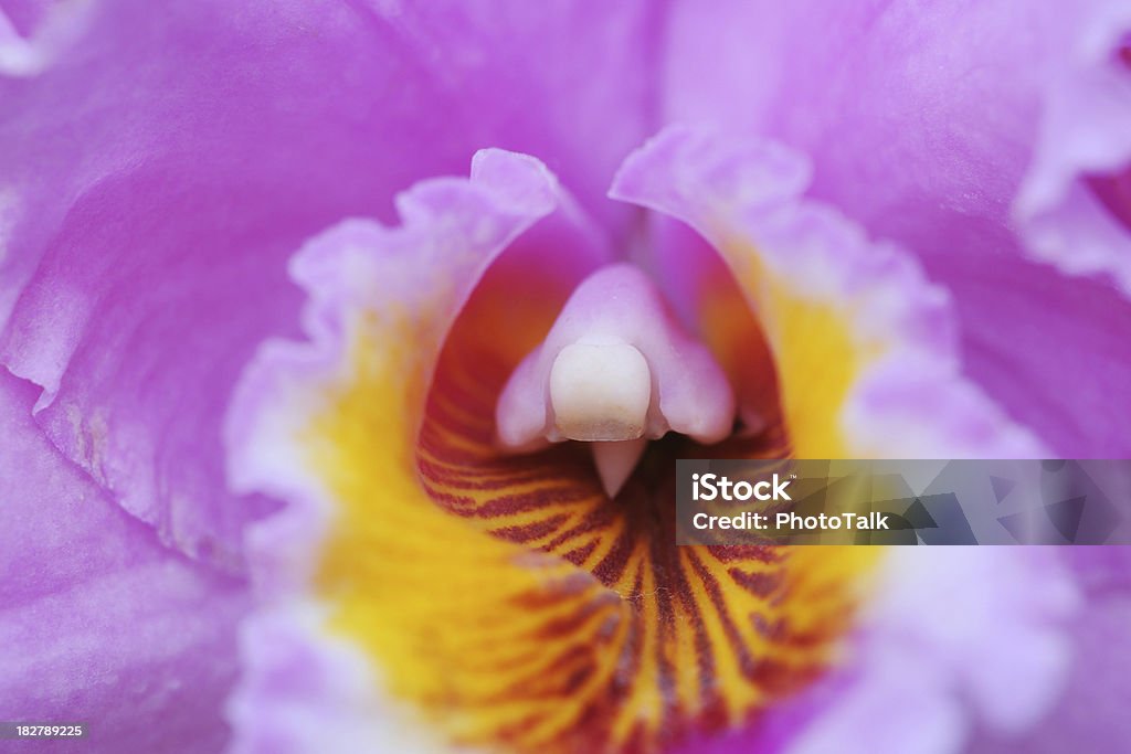 Close-up of Orchid pistilo-XL - Foto de stock de Abrir libre de derechos