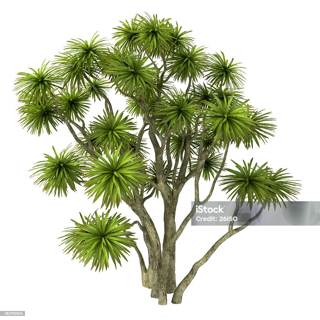 Cordyline austral ilustração de árvore, isolado no fundo branco (XXXL - Royalty-free Exotismo Foto de stock