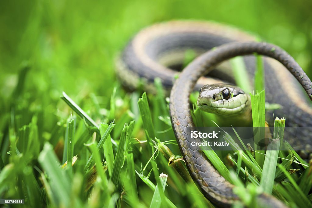 Garter Snake Garter snake Snake Stock Photo