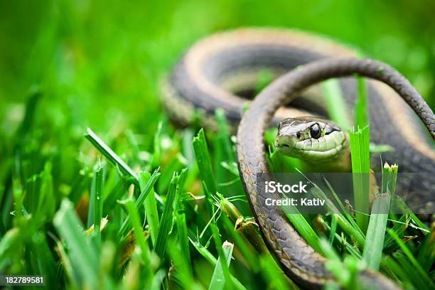 Garter Snake Stock Photo - Download Image Now - Snake, Yard - Grounds, Garter Snake