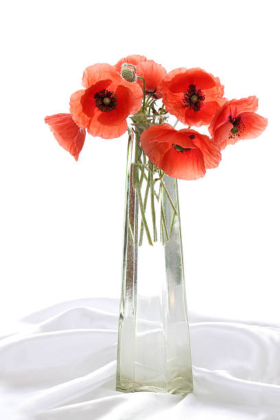 istock Still life with poppies 182789583