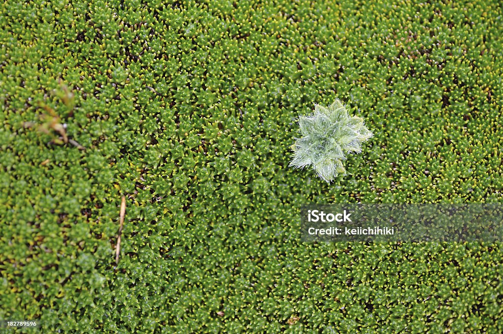 Blätter in Mosses - Lizenzfrei Grün Stock-Foto