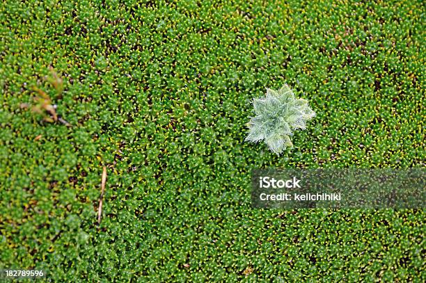 Blätter In Mosses Stockfoto und mehr Bilder von Grün - Grün, Rätsel, Wachstum