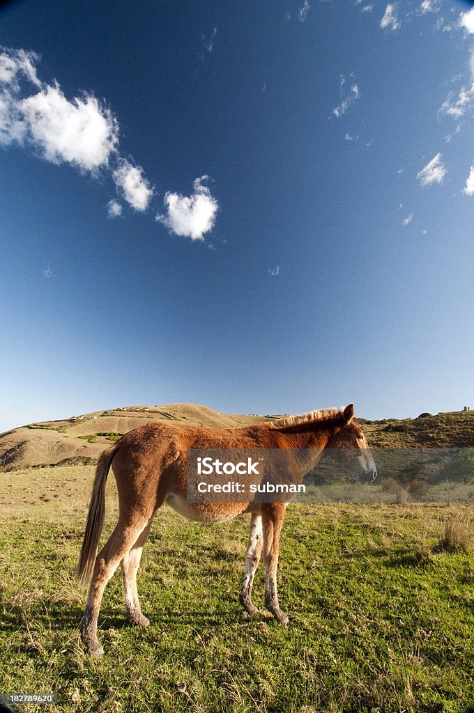 Burro - Foto de stock de Agricultura royalty-free