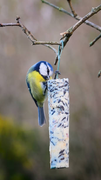 istock Blue tit bird feeding on fat suet stick in winter 1827896691