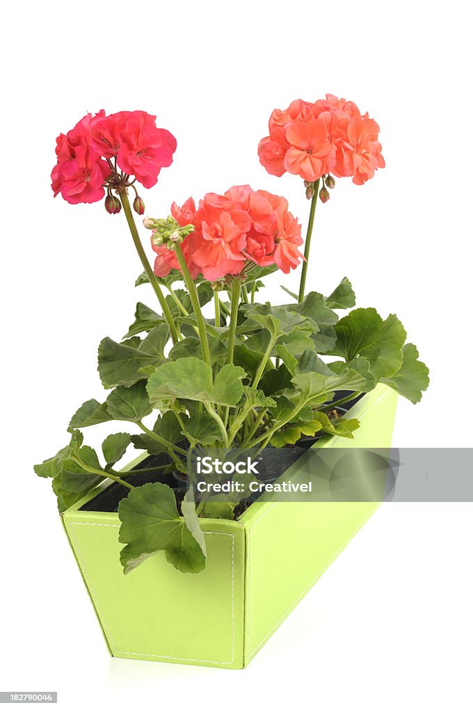 Geraniums in green planter "Geranuim flowers frowing in lime green box, isolated on white background" Cut Out Stock Photo