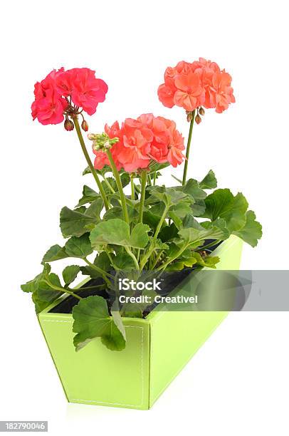 Geraniums In Green Planter Stock Photo - Download Image Now - Cut Out, Geranium, Color Image