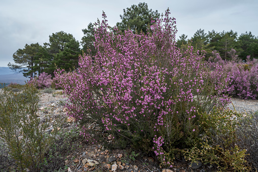 Spanish heath, Erica australis. It is a species of flowering plant in the family Ericaceae, native to the western Iberian Peninsula (Portugal and Western Spain) and Northwest Africa (in Morocco).