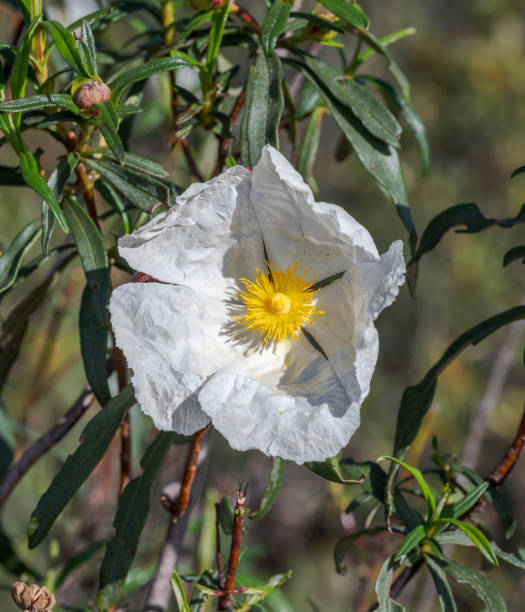 istock Gum rockrose, Cistus ladanifer 1827901344