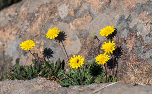 ястребиный удил, leontodon saxatilis - hawkbit стоковые фото и изображения