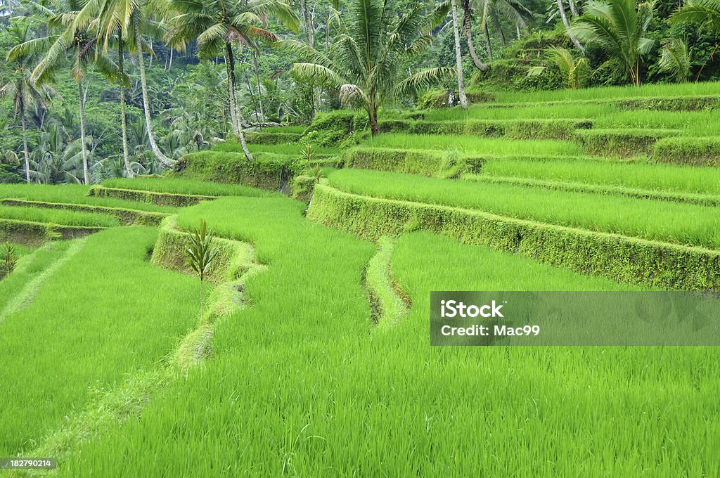 Rice terraces Agricultural Field Stock Photo
