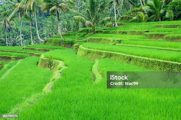 Rice Terraces Stock Photo - Download Image Now - Agricultural Field, Agriculture, Asia
