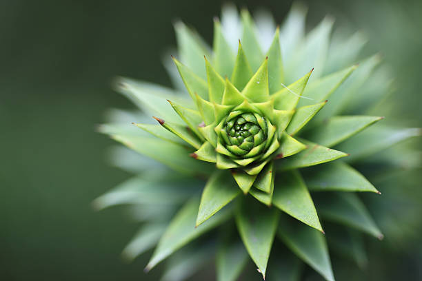 Monkey Puzzle tree (Araucaria araucana) "The very spiky Monkey Puzzle tree, Araucaria araucana is the national tree of Chile." araucaria araucana stock pictures, royalty-free photos & images