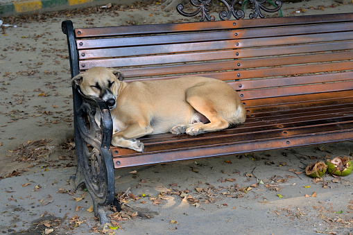 Closeup of Lazy dog doing rest on bench in public park