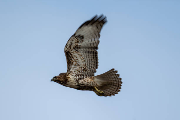 istock Low angle view of red-tailed hawk flying against clear sky 1827904011