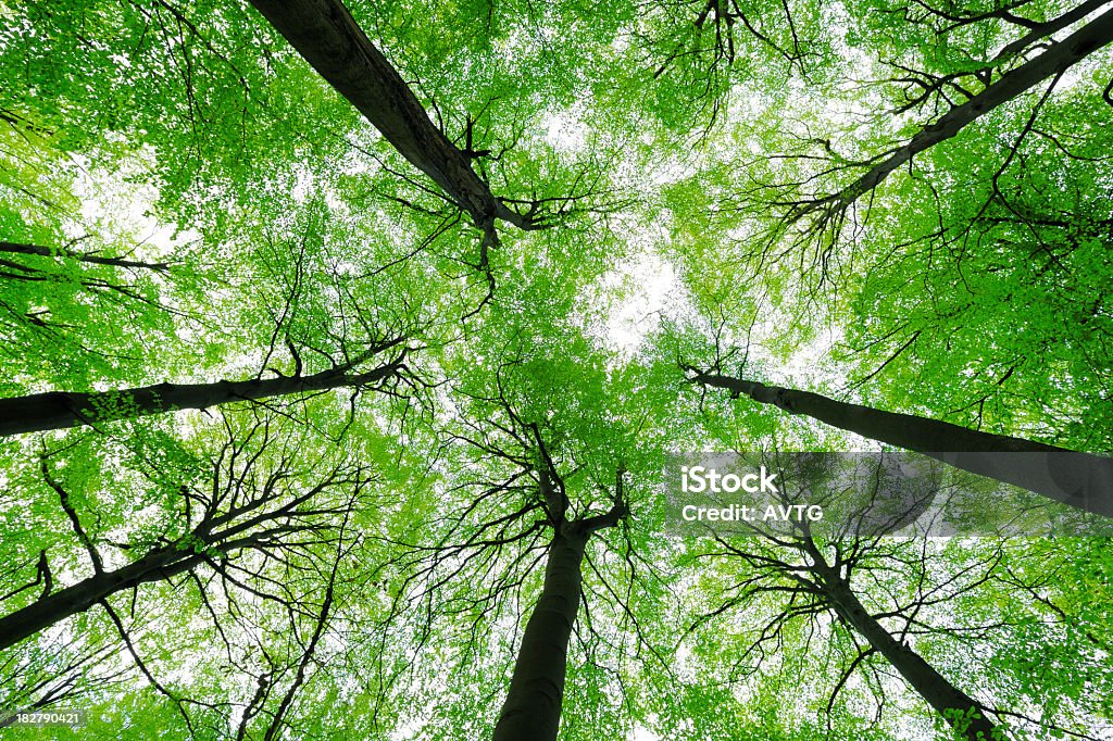 Árbol de haya exuberante bosque de la primavera, el ángulo tan bajo de la toma - Foto de stock de Tope de los árboles libre de derechos
