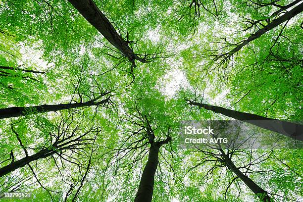 Photo libre de droit de Verdoyante Forêt De Hêtres De Printemps Prise De Vue À Bas Angle banque d'images et plus d'images libres de droit de Canopée