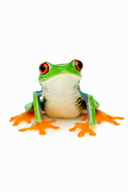 Green Frog Portrait The Red-eyed Tree Frog (Agalychnis callidryas) . tree frog photos stock pictures, royalty-free photos & images