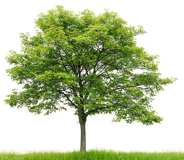 sycamore メープル（エイサー pseudoplatanus ）meadow 絶縁 on_whiteます。 - maple ストックフォトと画像