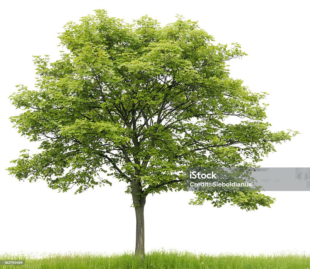 Sycamore Maple (Acer pseudoplatanus) on meadow isolated on_white. Sycamore Maple (Acer pseudoplatanus) on meadow isolated on white. White Background Stock Photo