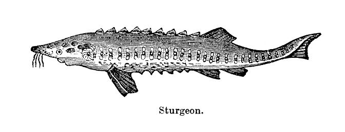 Wood engraving of sturgeon. Illustrated Natural History by Rev. J. G. Wood, published in USA in 1882.