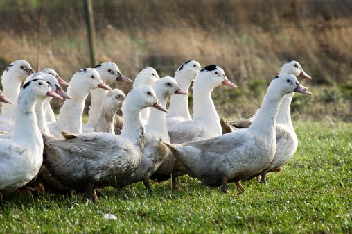 A gaggle of ducks being reared outside on an organic farm. The ducks are fattened up ready for a tradtional Christmas dinner.More farm animals here.