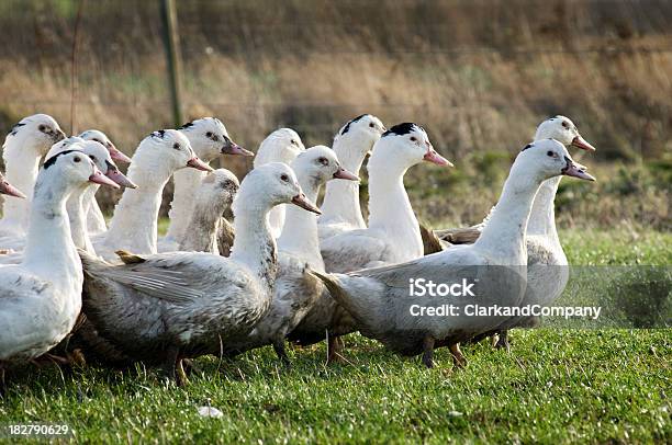 Free Range Ducks On The Farm Stock Photo - Download Image Now - Duck - Bird, Duck Meat, Agriculture