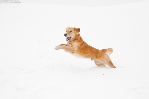 A golden retriever dog jumping through snow