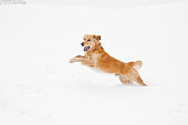 Dog jump in snow