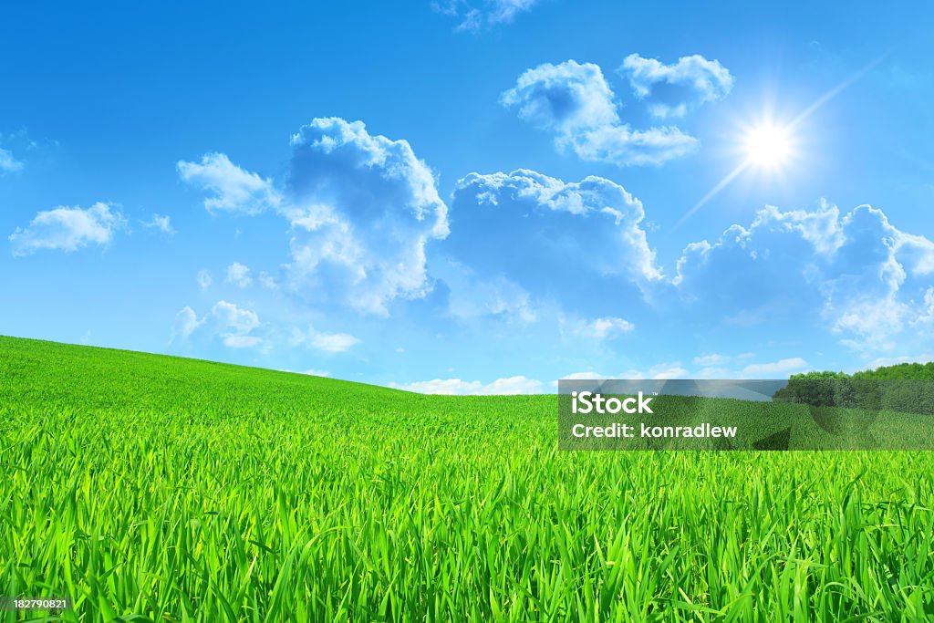 Summer Landscape Green Field, Grass, Blue Sky  - Summer Landscape file_thumbview_approve/60473296/2/e.jpg Agricultural Field Stock Photo